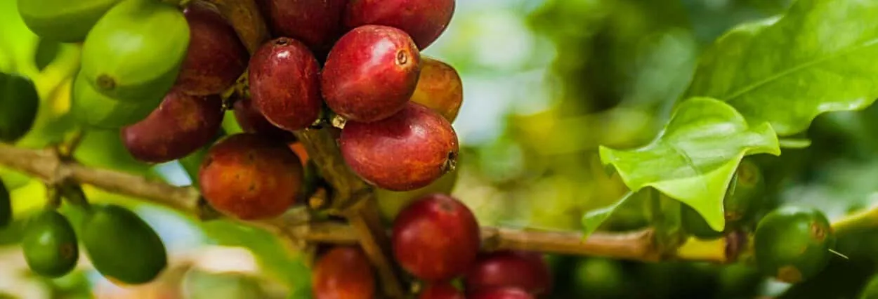 Tour del café por Cundinamarca