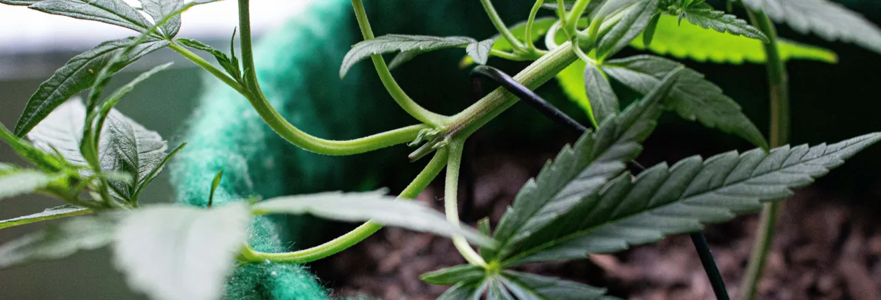Tour del cannabis por Bogotá